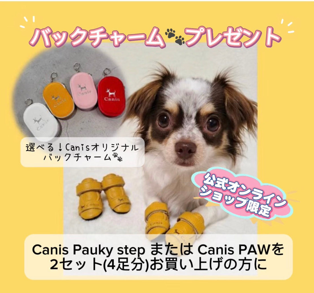 夏休み！　バックチャーム🐾プレゼント