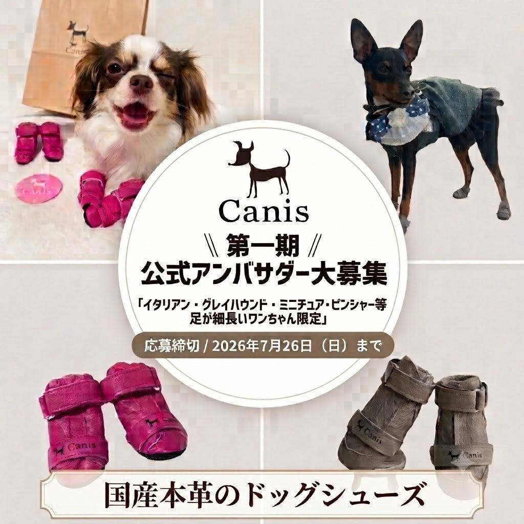 Canis＼第１期／公式アンバサダー大募集