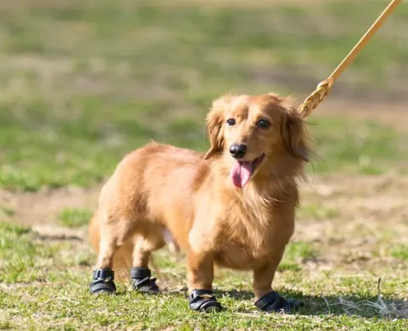 Canis PAW｜革職人が仕立てる、本革の犬用レザーシューズ – TENNOTTO